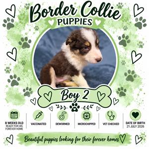  BEAUTIFUL BROWN BORDER COLLIE / SKAAP HONDTJIES
