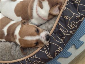 Jack Russell Puppies
