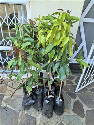 Grafted Healthy Mango Trees with new growth (5 available). 2Tommy Atkins, 2Sensation, 1Keitt