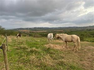 FARM IN THE CITY WITH SEA VIEWS