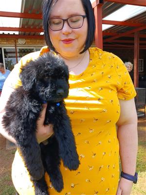  BOUVIER DES FLANDRES PUPPIES FOR SALE 