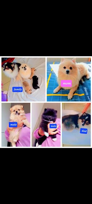 Pure Toy Pomeranian
