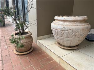 2 x concrete Pot plants for sale