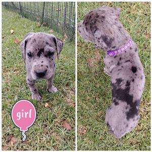 Great Dane X Ridgeback Puppies Available