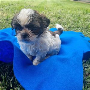 Gorgeous Shih Tzu babies available 