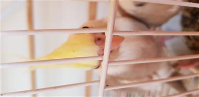 Tame cockatiels for sale 