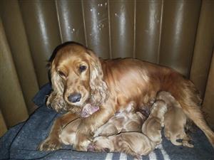 Purebred Cocker Spaniel Puppies Witbank