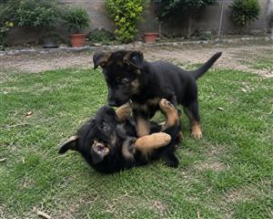 Exceptional Female German Shepherd Puppies – Ready for Their Forever Homes