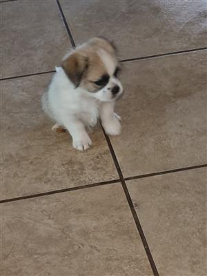 Min Poodle x Yorkie pup