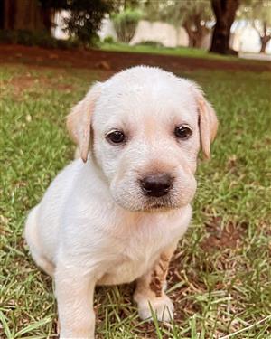 Labrador puppy. White female.