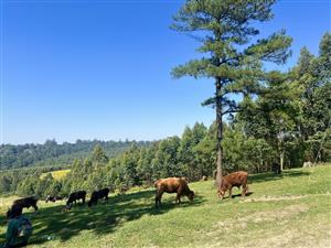 Spectacular 12,018 m² Land on Dalry Road, Winterskloof – Breathtaking Views Await!