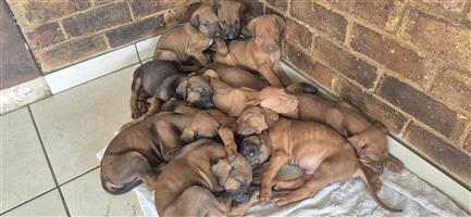 Rhodesian Ridgeback puppies For Sale