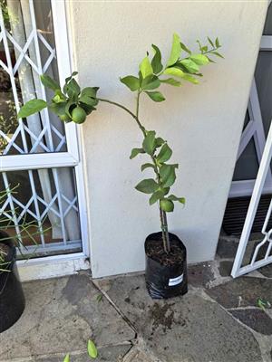 Fruit-bearing Grafted Established Eureka Lemon Trees (1 available)
