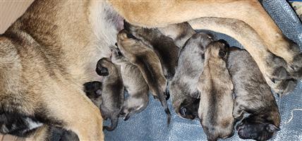 Belgian malinois pups for sale