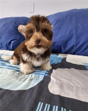 Yorkies 