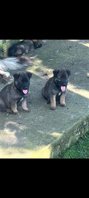 Belgium Malinois pups
