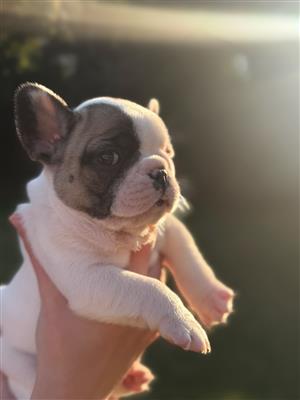 French bulldog puppies