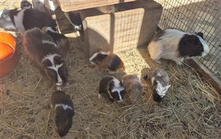 Guinea Pigs for sale