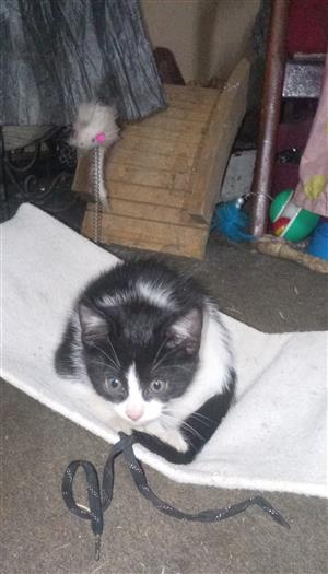 Tuxedo kittens 