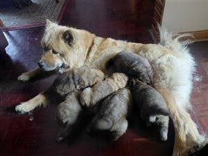 Chow puppies for sale.   5x Male.