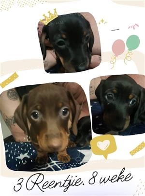 3 Male Dachshund puppies for sale. 