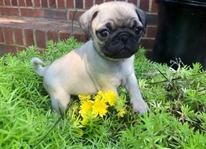 pug puppies for sale under 500