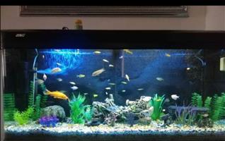 Jebo exclusive custom designed limited fish tank unit