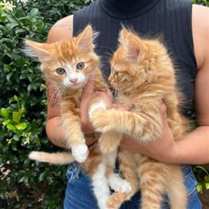 Beautiful Maine Coon x kittens
