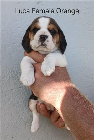 Pure Bred Tri Colour Beagles