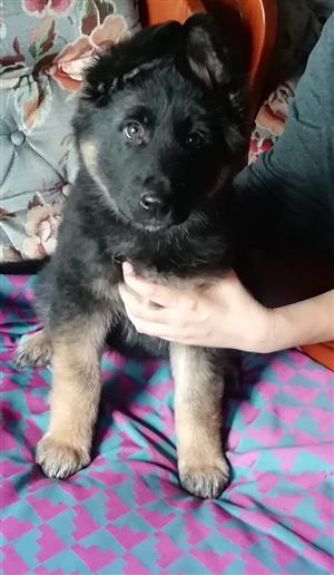 Female German shepherd 