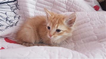 Ginger baby kitten