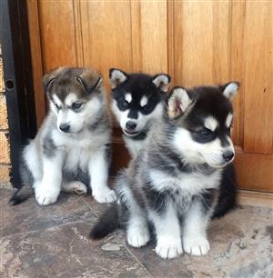 Husky Puppies In Dogs And Puppies In South Africa Junk Mail
