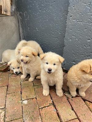 Chow chow puppies mix pirenean mountain dog  