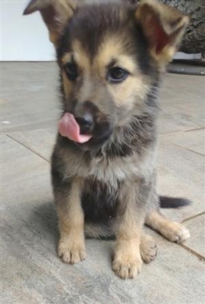 German shepherd puppies