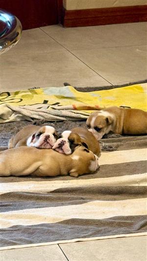 Beautiful English bulldog puppies available