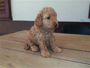 miniature french poodle