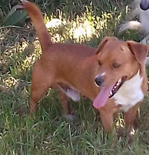 Jack Russell x dachshund 