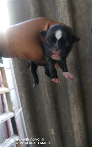 Mom Pug and dad boxer terrier mix pups for sale. 