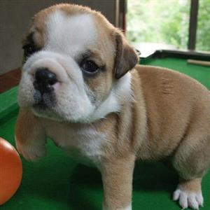 English Bulldog