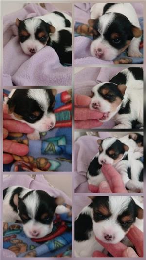 Beautiful Yorkshire Terrier Biewer puppies