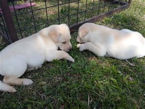 Labrador male puppys