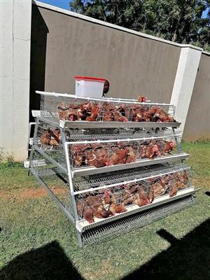 LAYERS CAGES, 96 CAPACITY