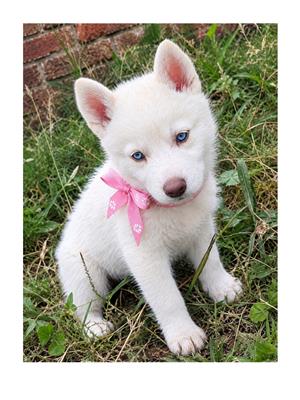 Siberian Huskies 