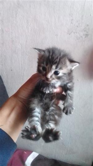 Baby kittens up for sale 