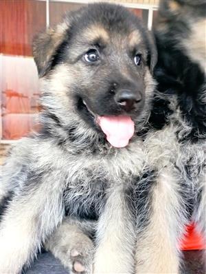 German Shepard Puppies for Sale