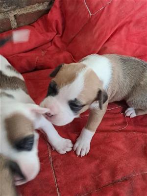Rare Boxer Bull Puppies – Loyal Guardian Companions 