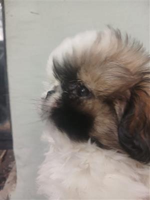 Pekingese male puppy 