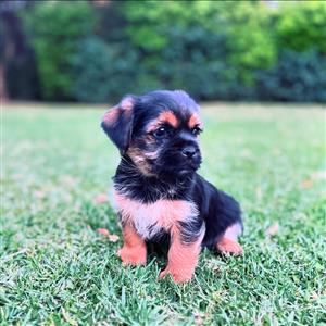 Shorky Puppies For Sale (PTA East)