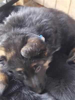 Registered German Shepheard puppies for sale
