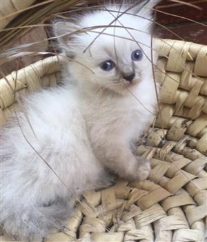 Ragdoll kittens 